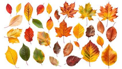 Fototapeta premium Set of autumn leaves isolated on transparent background.
