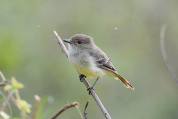 Galapagos Flycatcher (Myiarchus magnirostris) or Large-billed Flycatcher, a Galapagos Islands endemic bird, perches on a twig. These small songbirds live only in Ecuador's Galapagos Islands.