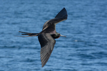 Magnificent Frigatebird (Fregata magnificens) soars over blue ocean water in the Galapagos Islands. This male frigatebird shows glossy purple feathers, long black wings, and a forked tail. Seabird.