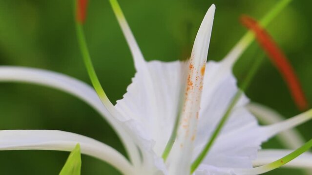 Hymenocallis caribaea caribbean spider lily unique white flower Mexico.