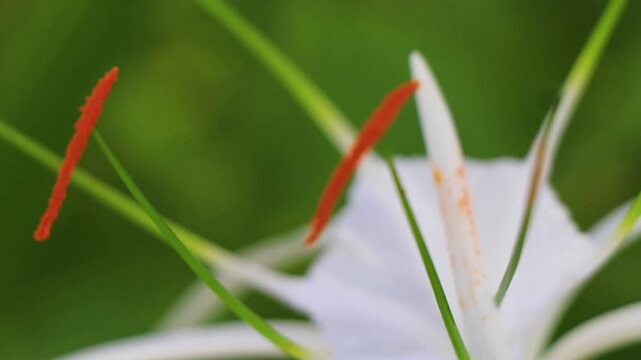 Hymenocallis caribaea caribbean spider lily unique white flower Mexico.