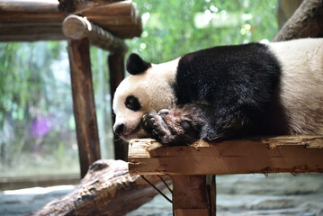 Panda bear resting in hot day, ZOO in Panyu district, Guangzhou city, China.