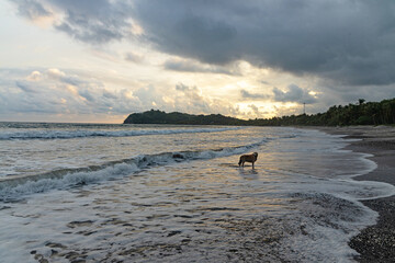 sunset at the beach in Samara in Costa Rica