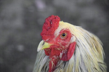 Close up Rooster in breeding coop, Chicken in a wire cage. selective focus