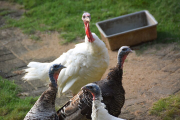 A flock of beautiful Turkey Birds (Meleagris) on a bright background in a fresh green meadow.