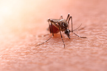 A mosquito that carries dengue fever and Zika virus is sucking blood on a person's skin.