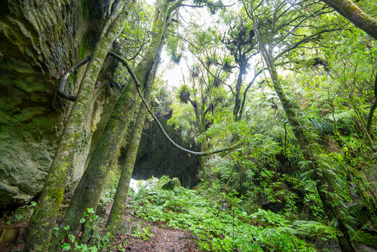 Tawa and Nikau Forest - New Zealand