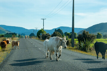 Cattle on the Road - New Zealand