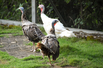 A group of beautiful Turkey Birds (Meleagris) are in a wire cage with fresh green grass.