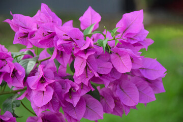Beautiful bougainvillea flowers with green leaves. Close up view of bougainvillea purple flower. Blooming Purple Bougainvillea flower. Selective Focus