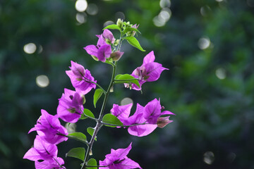 Beautiful bougainvillea flowers with green leaves. Close up view of bougainvillea purple flower. Blooming Purple Bougainvillea flower. Selective Focus