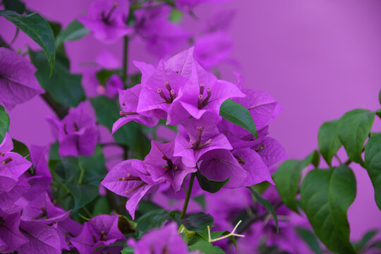 Blooming Purple Bougainvillea flower isolated on puple background. Close up view of bougainvillea purple flower. Colorful purple flowers texture and background for designers.