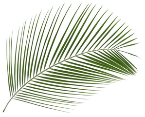 One green coconut palm leaf isolated on white