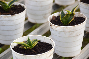 Sansevieria trifasciata grow in a small pot. Sansevieria trifasciata in the garden