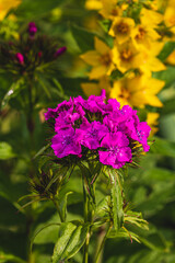 Blooming Purple Turkish cloves close up. Dianthus barbatus. Garden plants.