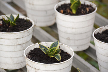 Sansevieria trifasciata grow in a small pot. Sansevieria trifasciata in the garden