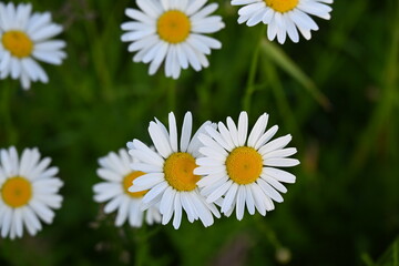 Obraz premium daisies in green grass