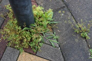 隙間から生えた雑草