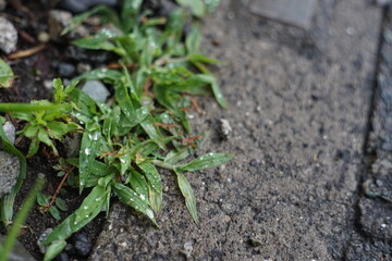 雨粒のついた雑草のアップ