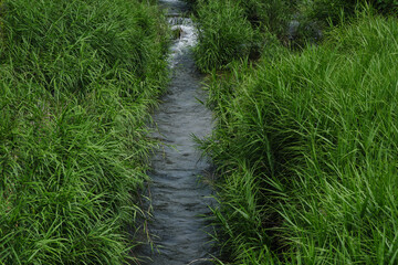 Obraz premium 草の中を通る小さな川