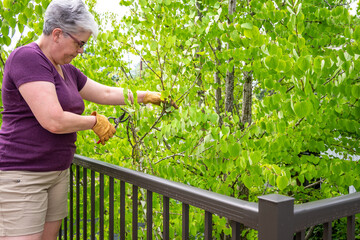 Middle aged caucasian woman with garden clippers pruning dead branches from a Katsura tree, bright...