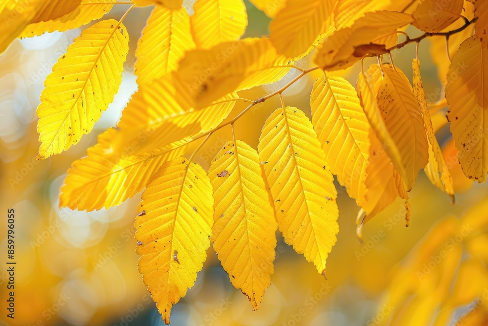 Poster a tree branch with yellow leaves is shown in the image. the leaves are in various stages of falling,