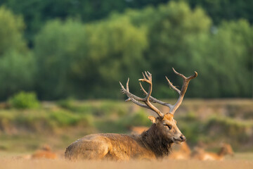 A bull elk sitting on the ground to rest.