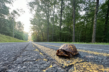Wide-angle view of an eastern box turtle (Terrapene carolina) trying to cross a road in the mountains of South Carolina. 