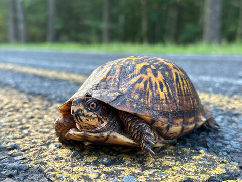Close-up of the head and shell of an eastern box turtle (Terrapene carolina) trying to cross a back-country road in the mountains of South Carolina. 