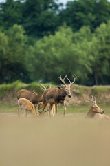 An elk standing in the sunset. Other elks are in the background.