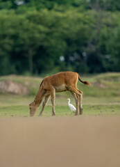 An elk and an egret.