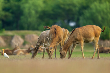 Herds of elk are grazing. Low angle view.