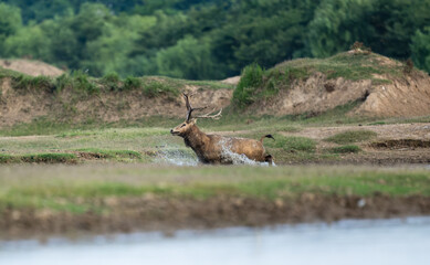 A bull elk crossing a river.