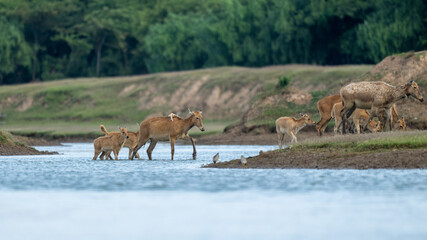 Herds of elk crossing a river.