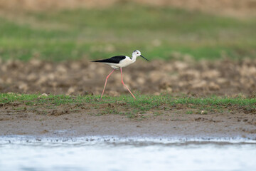 Black-winged Stilt Himantopus walking in water