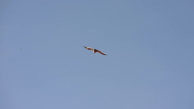 Eagle in the mountains of Dagestan, bird of prey, vulture in Dagestan, falcon in the sky, eagle in the sky