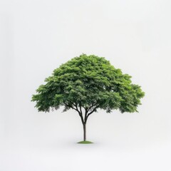 Fototapeta premium A solitary tree with lush foliage on a white background, evoking serenity