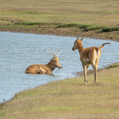 Two elk, one rest in the lake, one stand by the lake