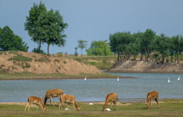 Elk and egrets living by the lake.