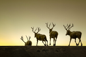 Silhouettes of a procession of elk walking in the morning sun.