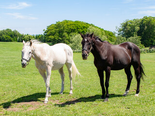 Obraz premium White & black horses