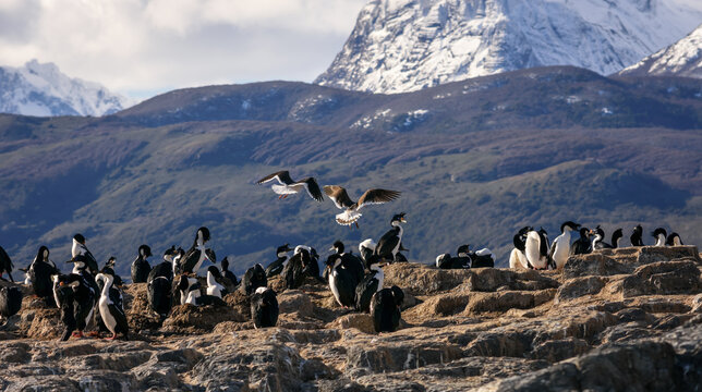 Un grupo de p&aacute;jaros (cormoranes) est&aacute; parado sobre una colina rocosa.