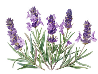 Obraz premium A cluster of lavender flowers in bloom, showcasing their purple hues and delicate fragrance.