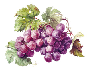 Fototapeta premium A cluster of ripe, dark purple grapes with green leaves. The grapes are juicy and plump, with a slight sheen. This image evokes the taste of summer and the bounty of the harvest.
