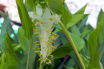 The dancing ladies ginger flower has flower stalks surrounding it. The flowers are yellow, shaped like a swan. There are decorative petals in many colors such as white, purple, green and red.