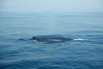 Obraz premium Whale Swimming in the Ocean