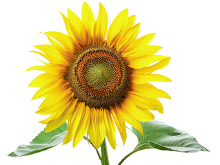 Obraz premium A vibrant yellow sunflower with a large brown center and green leaves. The flower is in full bloom and facing the viewer.