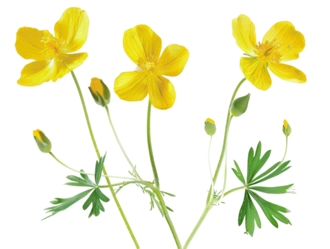 Three bright yellow wildflowers with green leaves and buds against a white background.