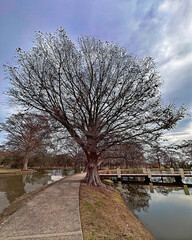 old trees in the park with small lakes around 