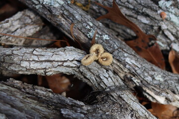 A close-up view of small fungi sprouting from the bark of a fallen tree. The fungi have a fuzzy, brown appearance and are nestled among the textured, cracked surface of the tree bark.